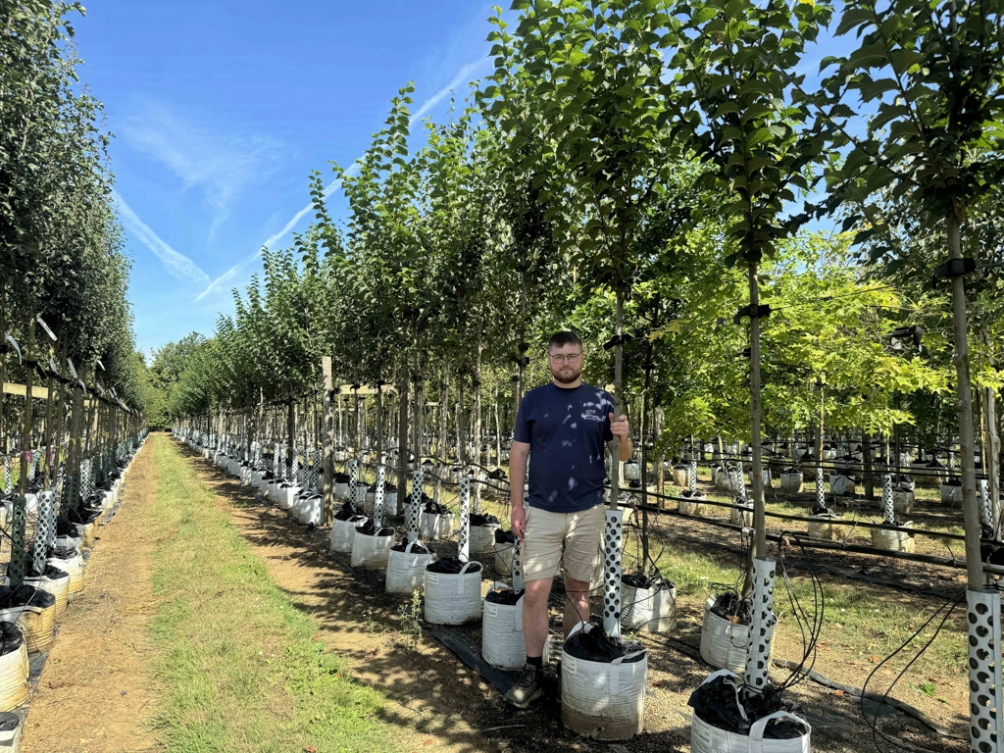 Ulmus Vada Wanoux