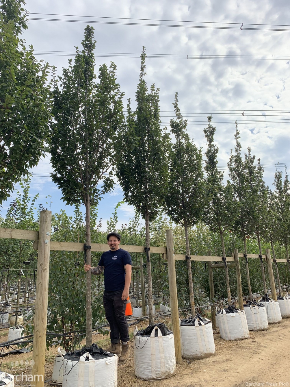 Carpinus betulus Lucas