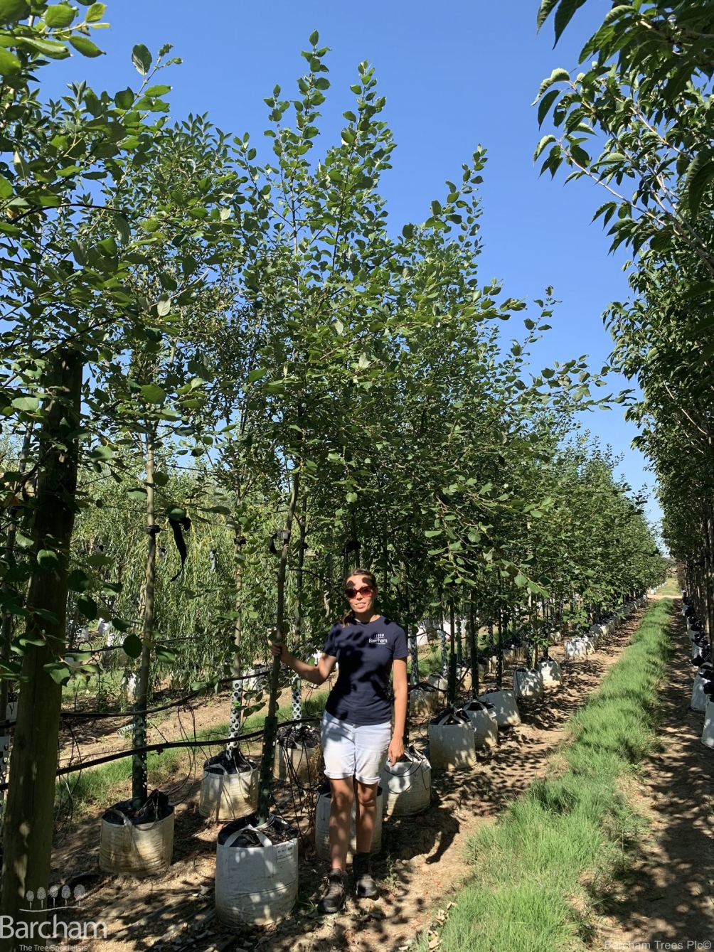 Salix caprea