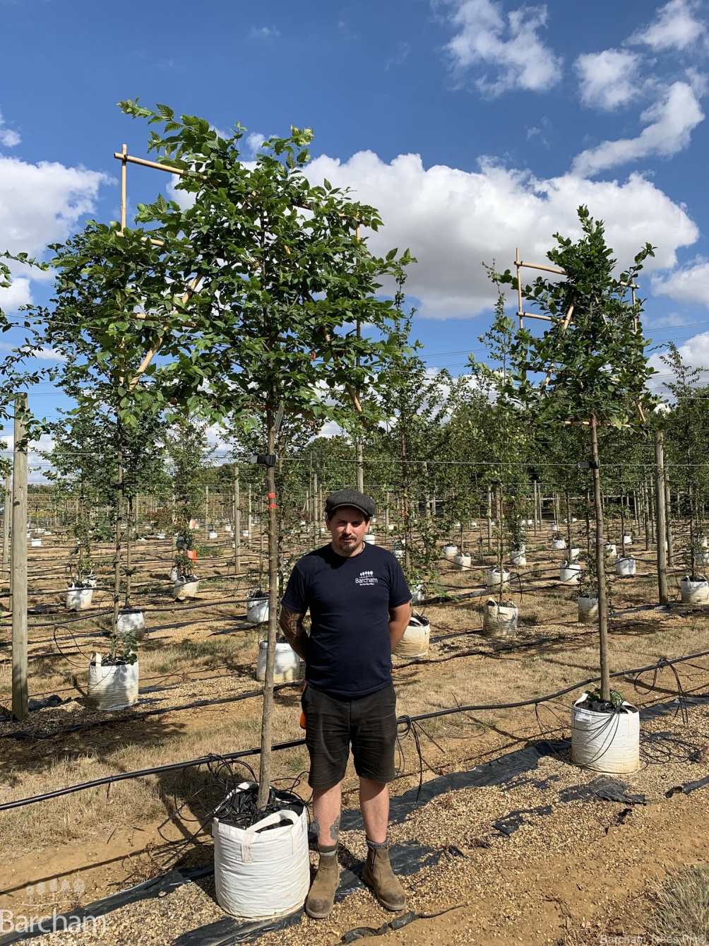 Carpinus betulus Pleached