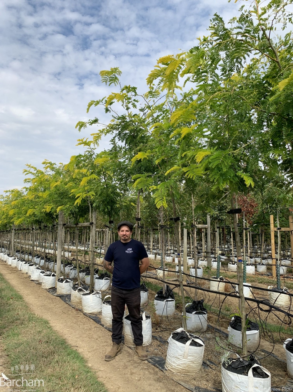 Gleditsia triacanthos Sunburst