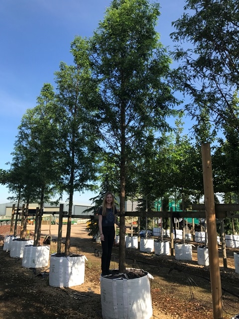 Metasequoia glyptostroboides on the Barcham Trees nursery