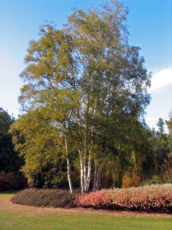 mature Betula pendula multi stem