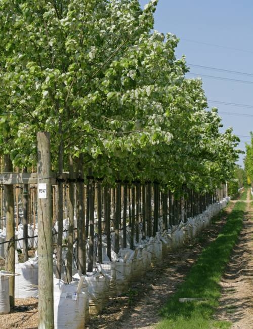 Row of Tilia tomentosa Brabant at Barcham Trees nursery, full summer foliage