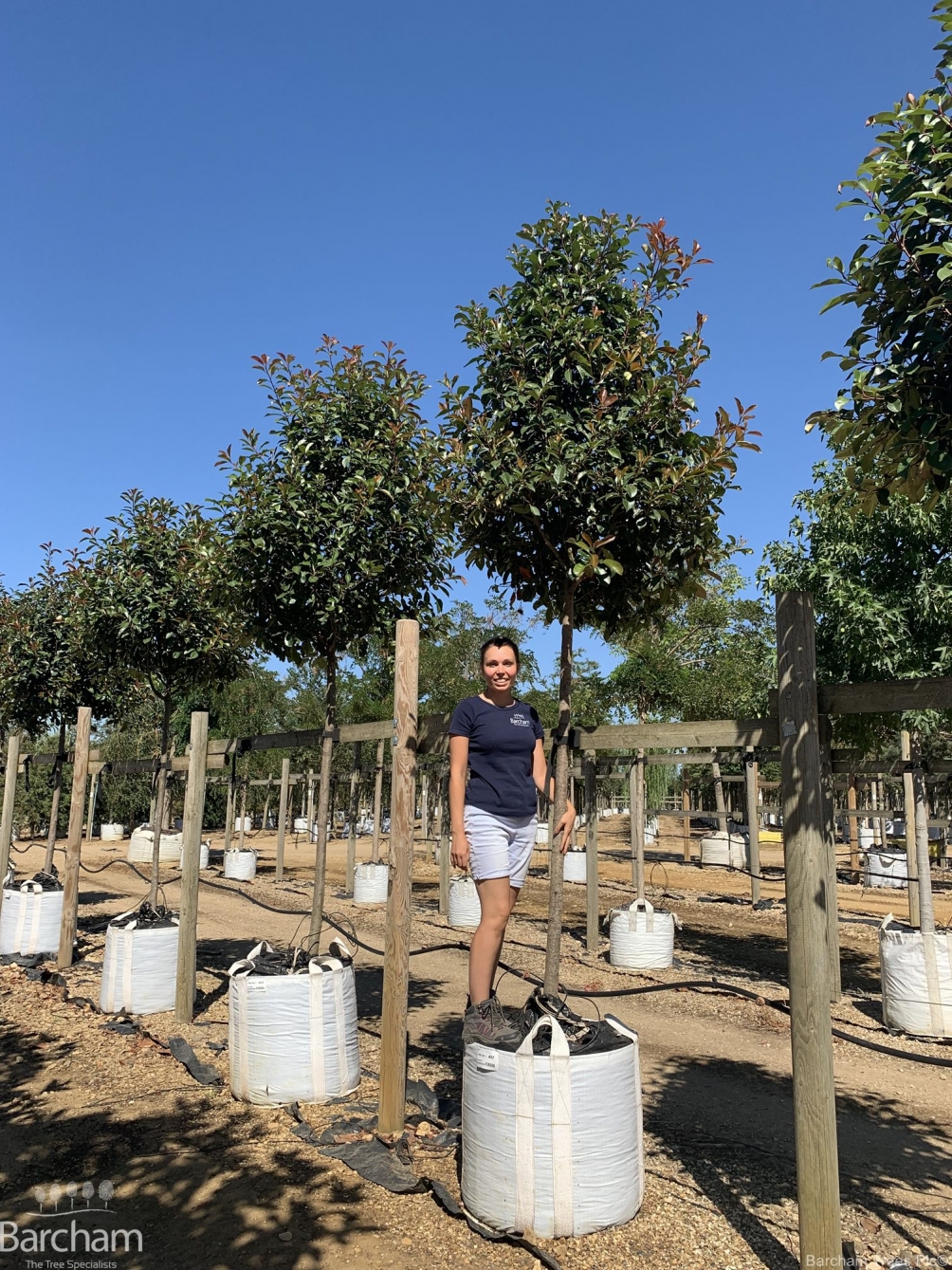 Photinia fraseri Red Robin