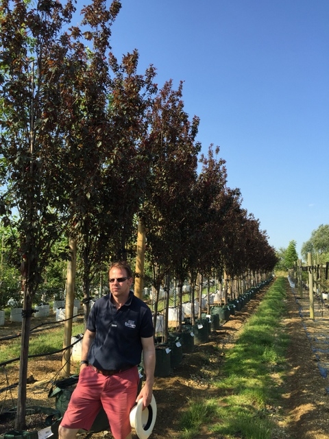 Prunus cerasifera Crimson Point at barcham trees nursery