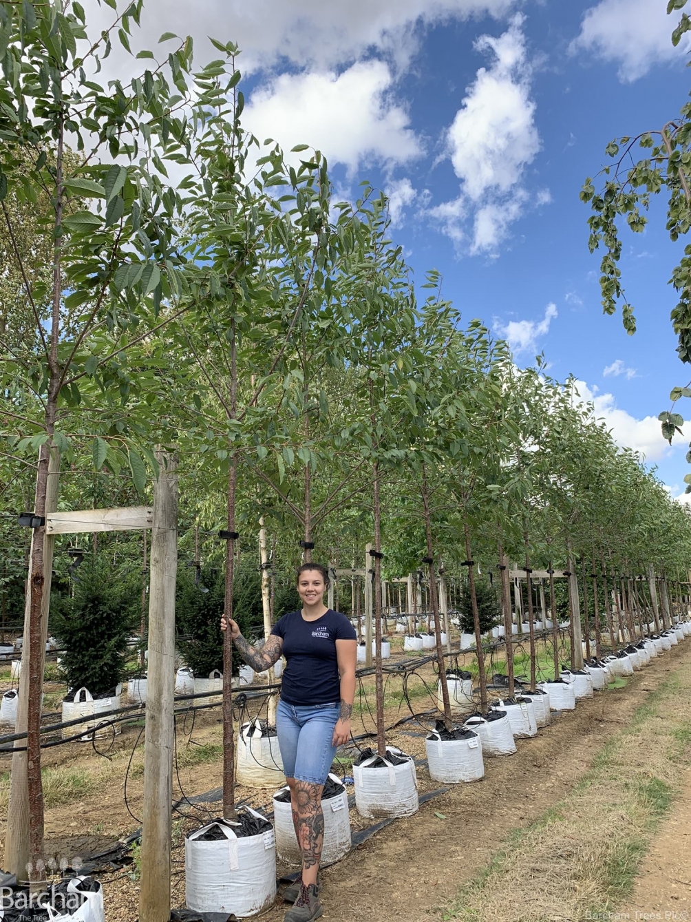 Prunus avium Plena