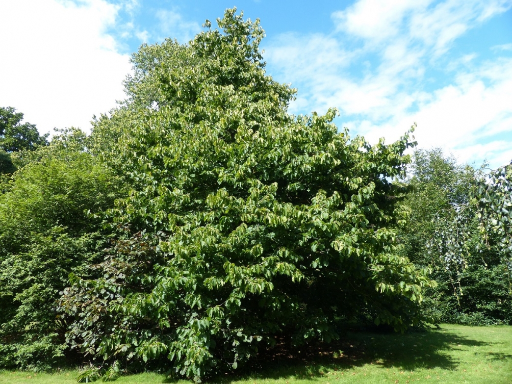 mature Corylus colurna at Kew gardens