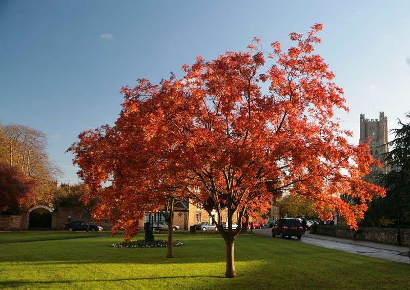 Mature Sorbus aucuparia in autumn foliage