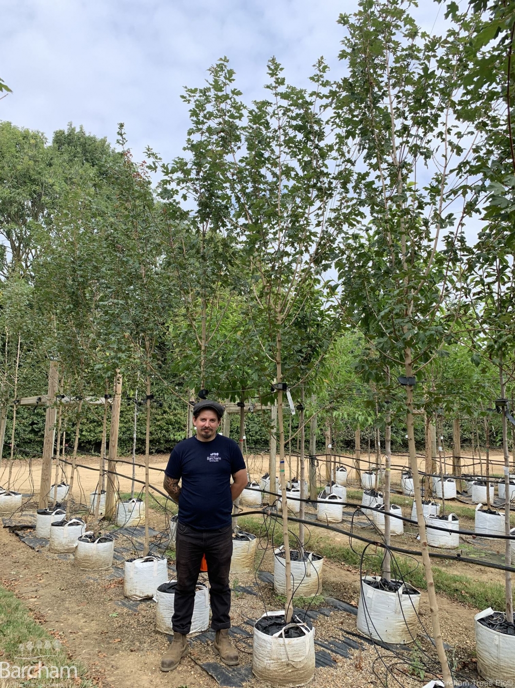 Acer campestre Louisa Red Shine