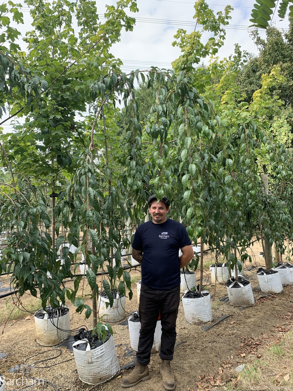 Prunus Cheals Weeping