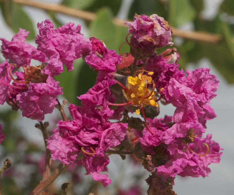 The flowers of Lagerstroemia indica Rosea multi-stem