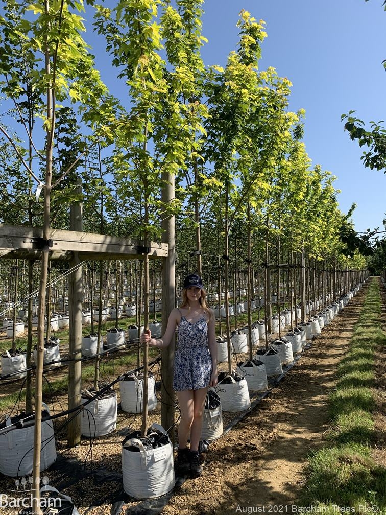 Acer pseudoplatanus Worleii