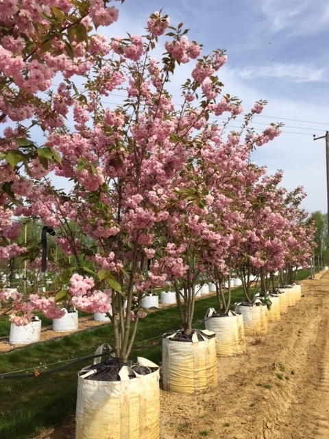 Prunus kanzan multi-stem on the barcham trees nursery in summer