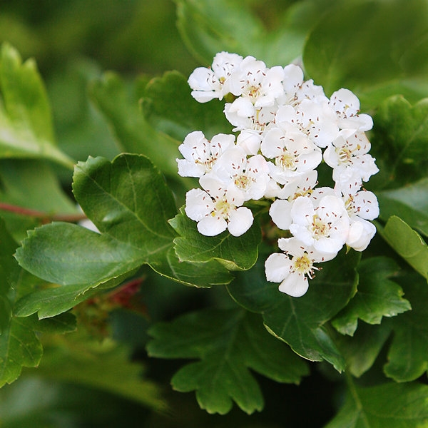 The white flower of Crataegus monogyna Stricta