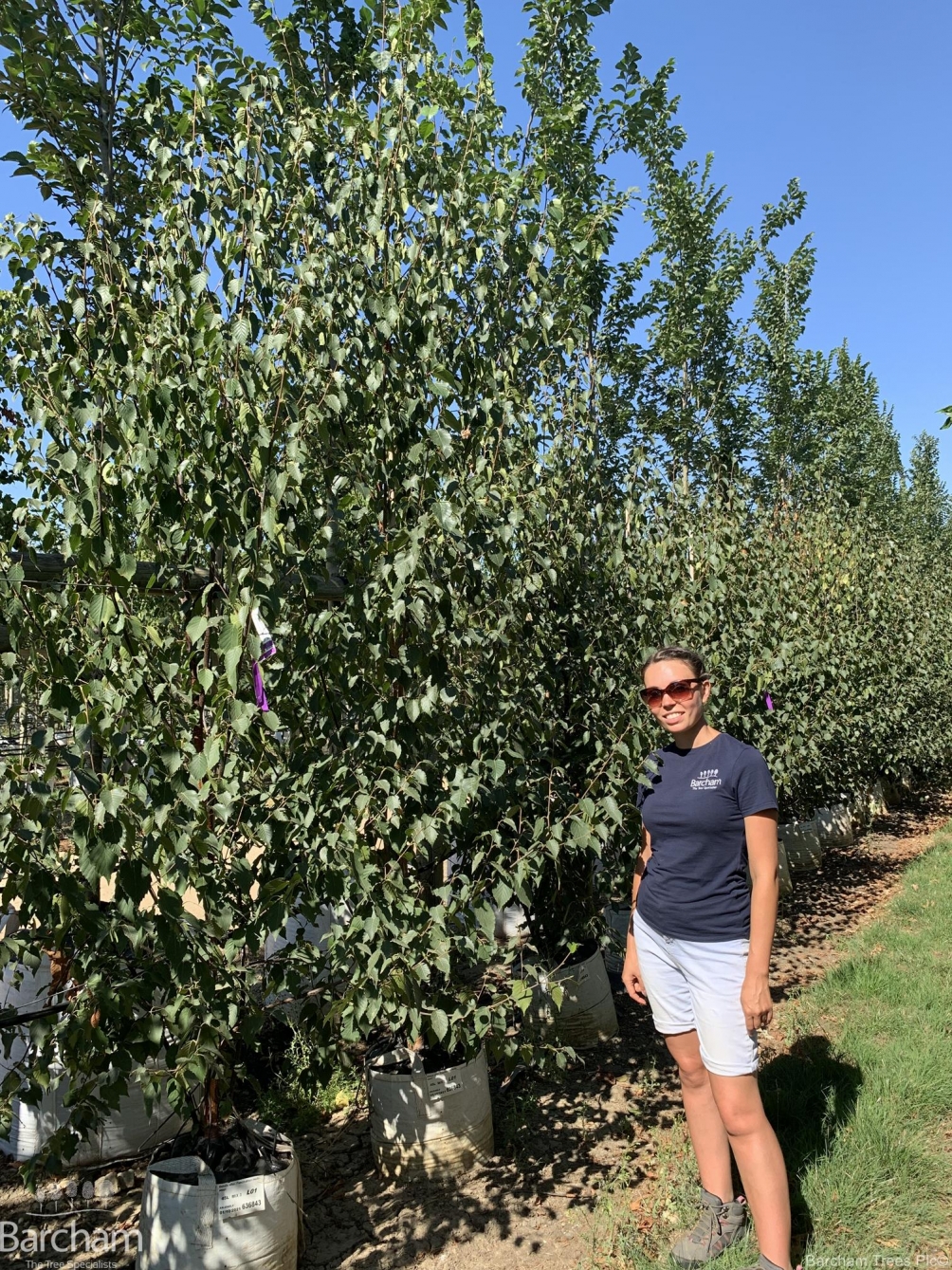 Betula albosinensis Fascination