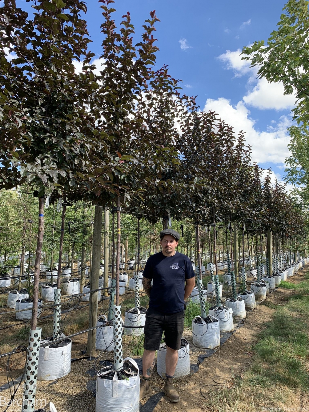 Malus toringo Scarlet