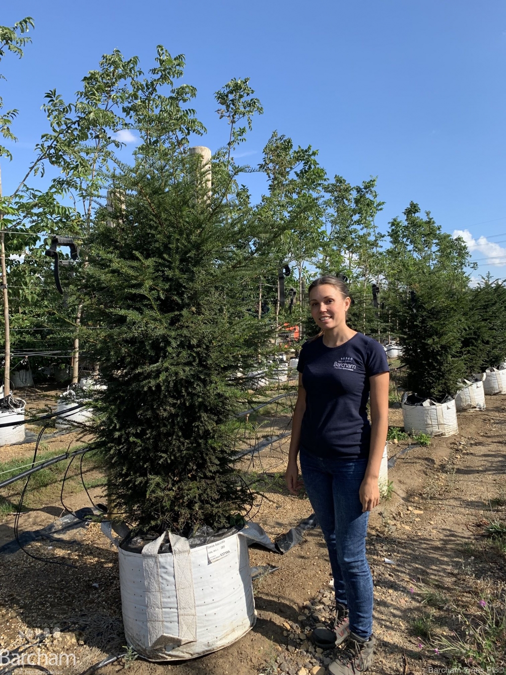 Taxus baccata