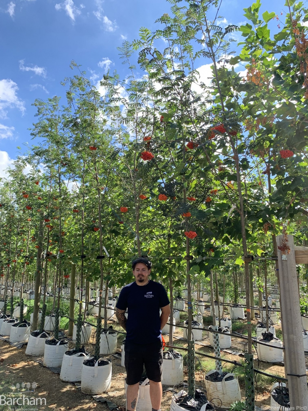 Sorbus aucuparia