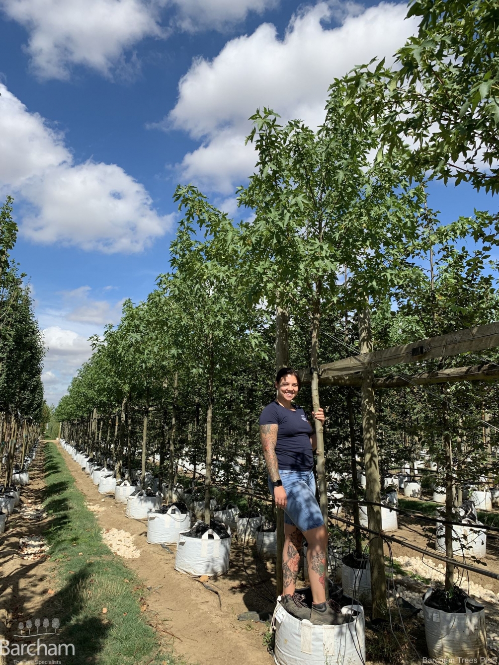 Liquidambar styraciflua Worplesdon