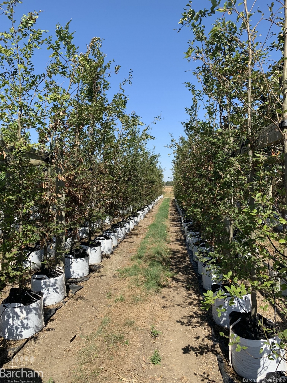 Fagus sylvatica