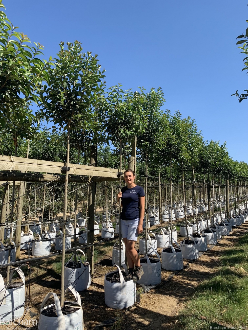 Ligustrum japonicum