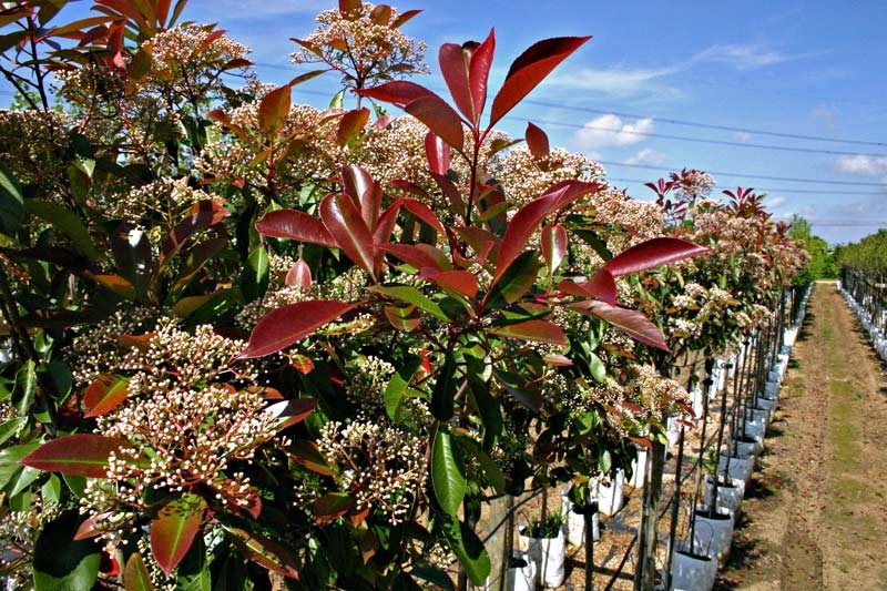 foliage of Photinia Red Robin bush