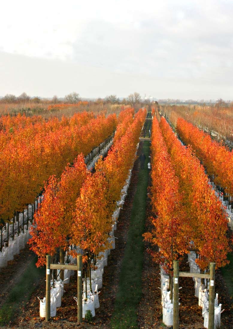 The stunning autumn colour of Pyrus calleryana Chanticleer