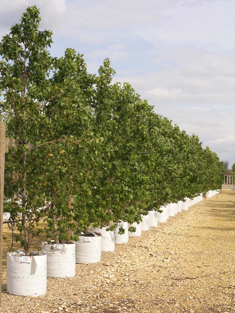 Liquidambar styraciflua  at Barcham Trees