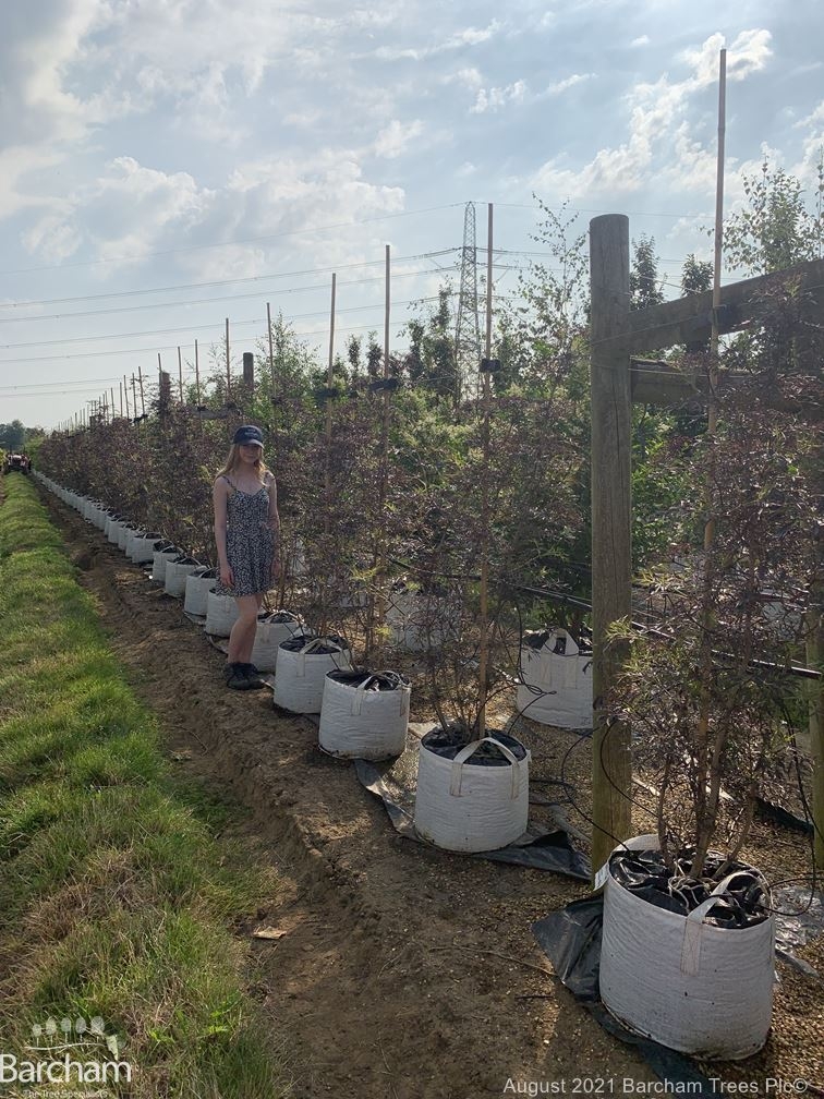 Sambucus nigra Black Lace