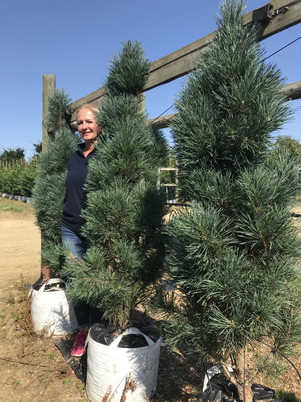 Pinus sylvestris Fastigiata at barcham trees