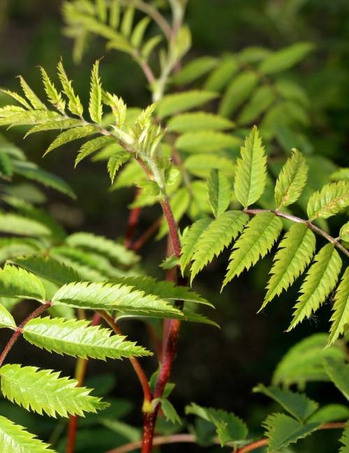 Foliage of Sorbus aucuparia