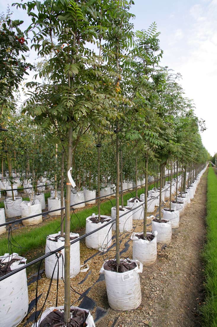 Row of Sorbus aucuparia Golden Wonder on BarchamTrees nursery