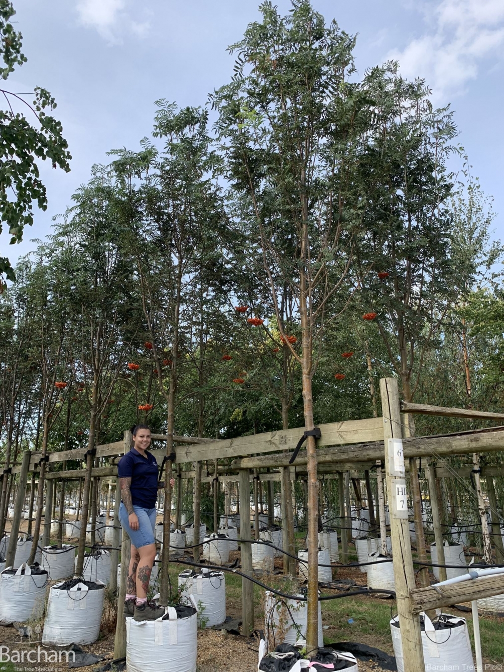Sorbus aucuparia Asplenifolia