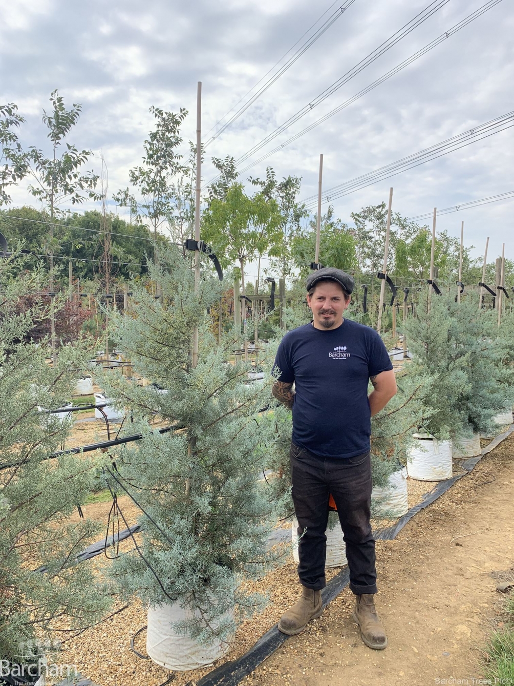 Cupressus arizonica Glauca
