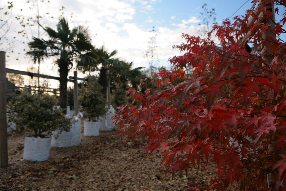 Acer palmatum multi-stem