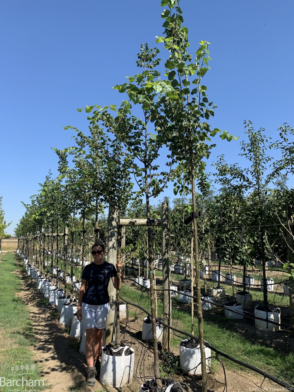 Tilia cordata