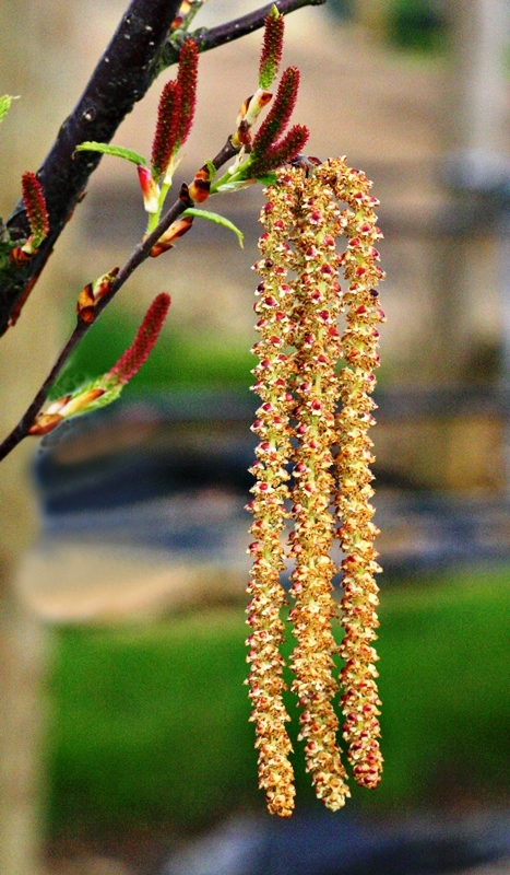 Betula albosinensis Fascination multi-stem catkins