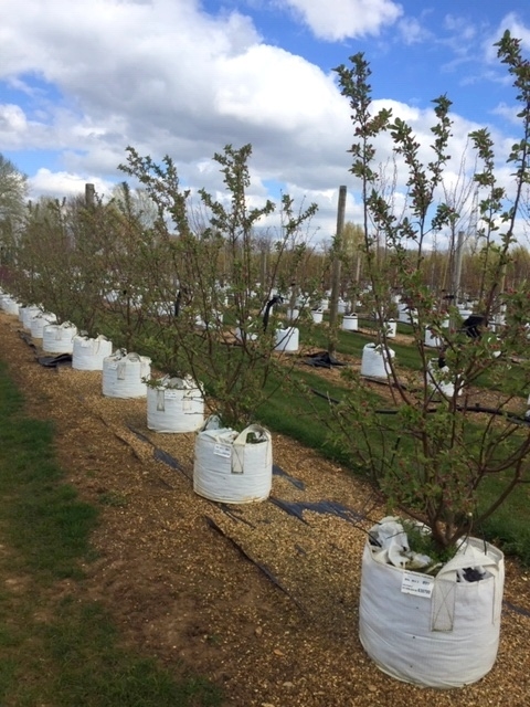 Malus evereste multi-stem at barcham trees