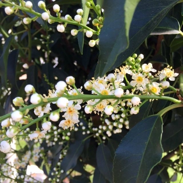 The flowers of Prunus lusitanica