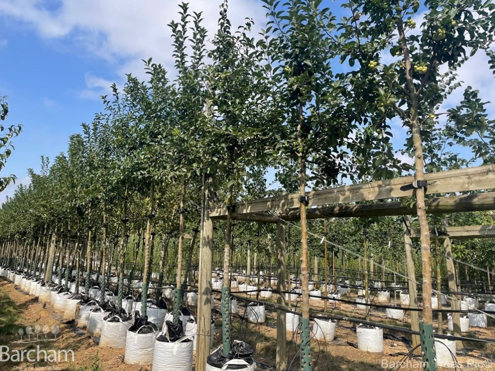 Malus Red Sentinel