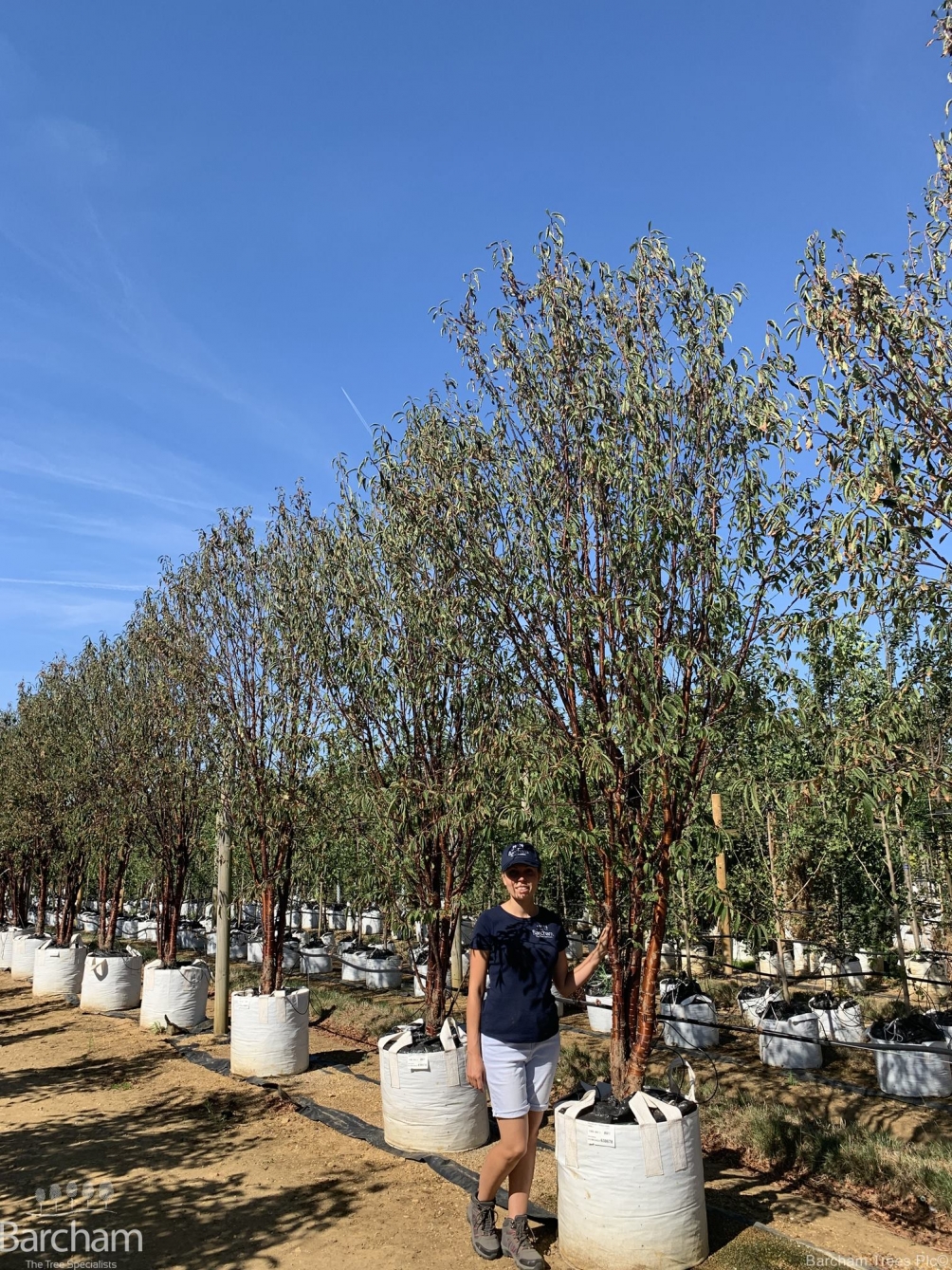 Prunus serrula Tibetica multi-stem
