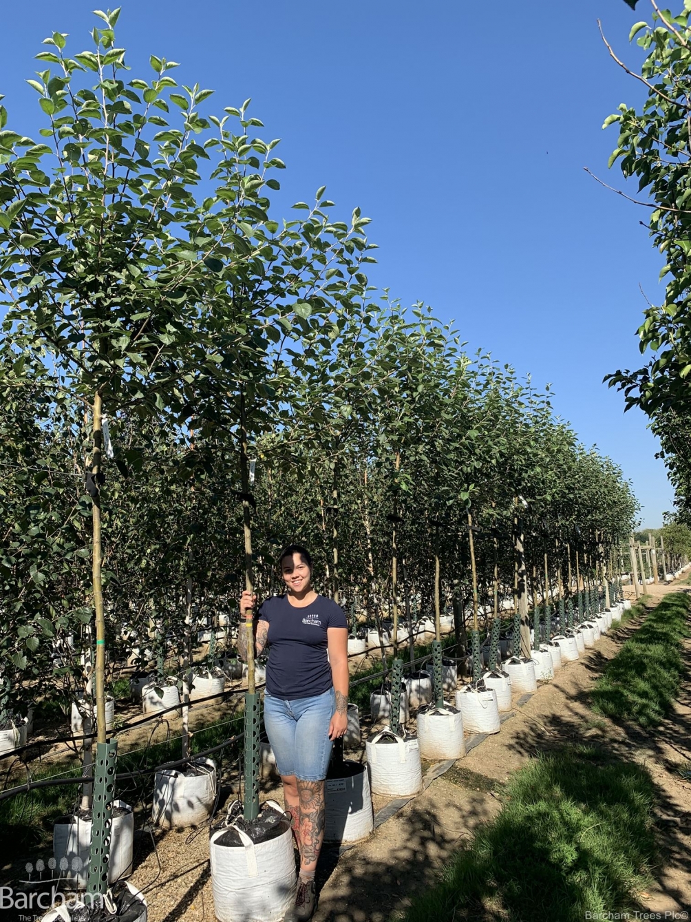 Malus Laxton Superb