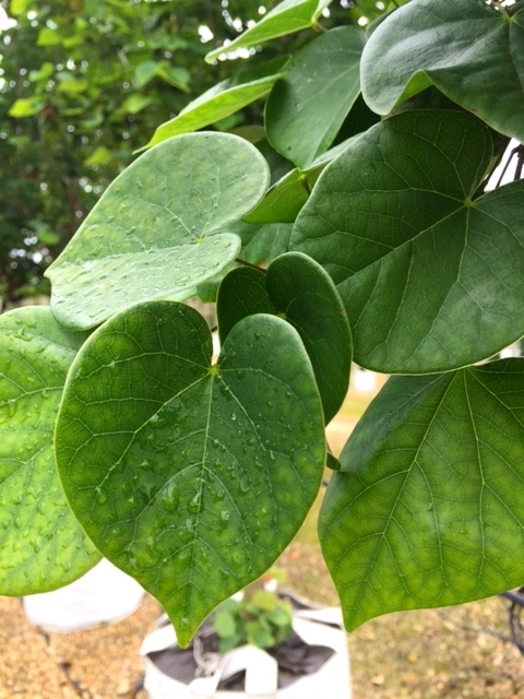The leaves of Cercis Chinensis Avondale multi-stem