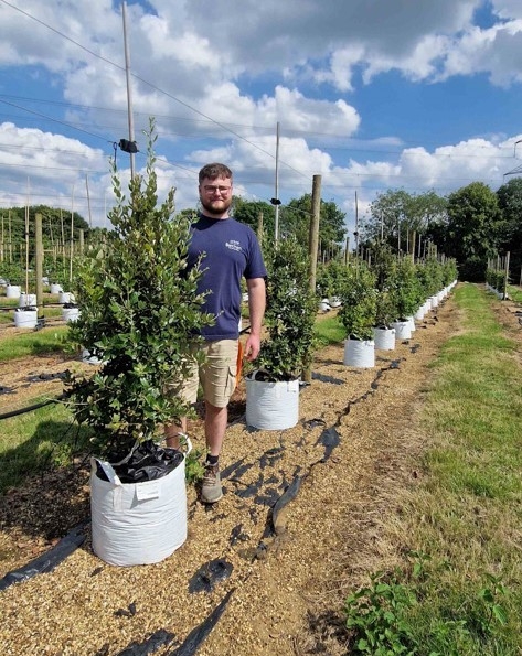 Quercus ilex feathered
