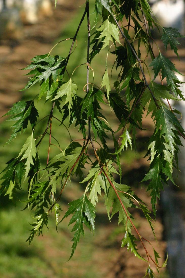 The dissected leaves of Betula pendula Dalecarlica