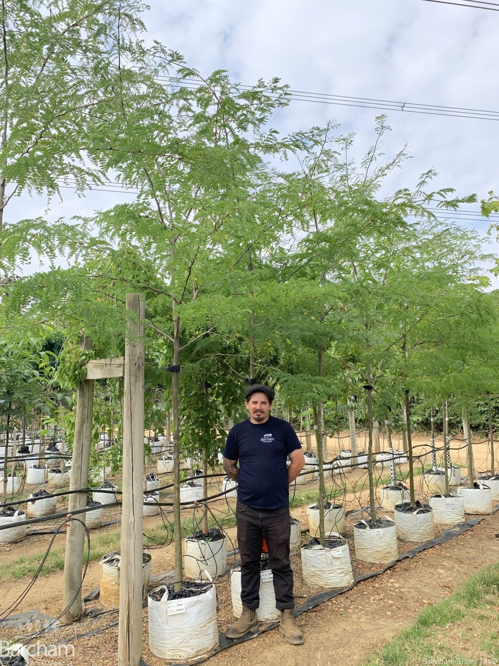 Gleditsia triacanthos Inermis