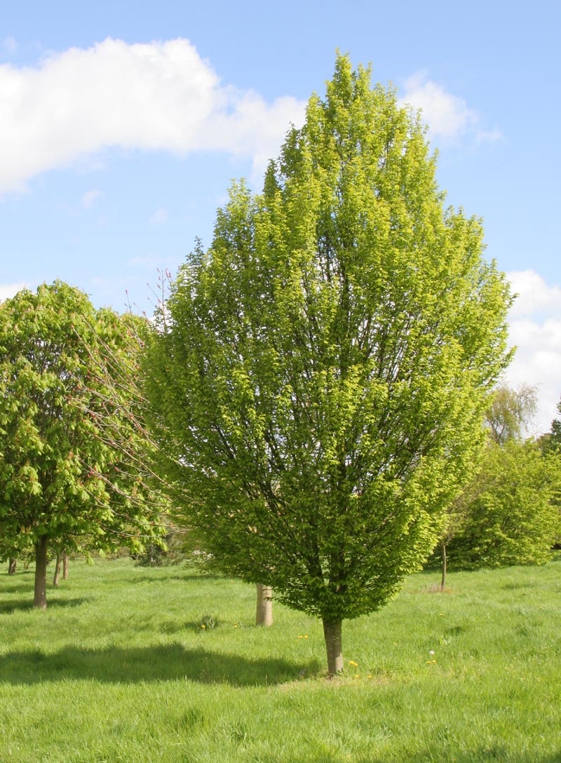 Mature  Carpinus betulus Fastigiata