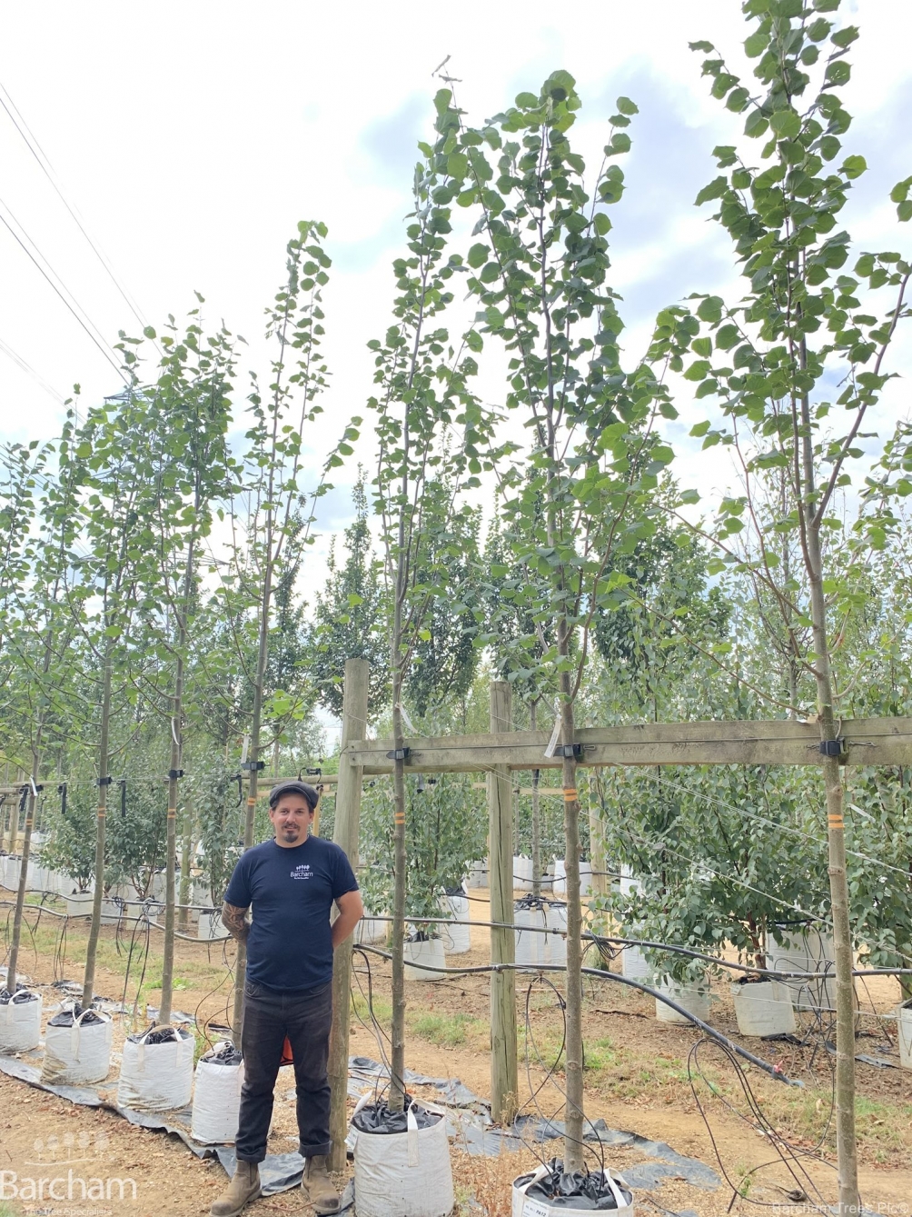 Tilia x europaea Pallida