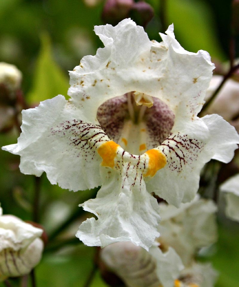 the flower of Catalpa bignonioides